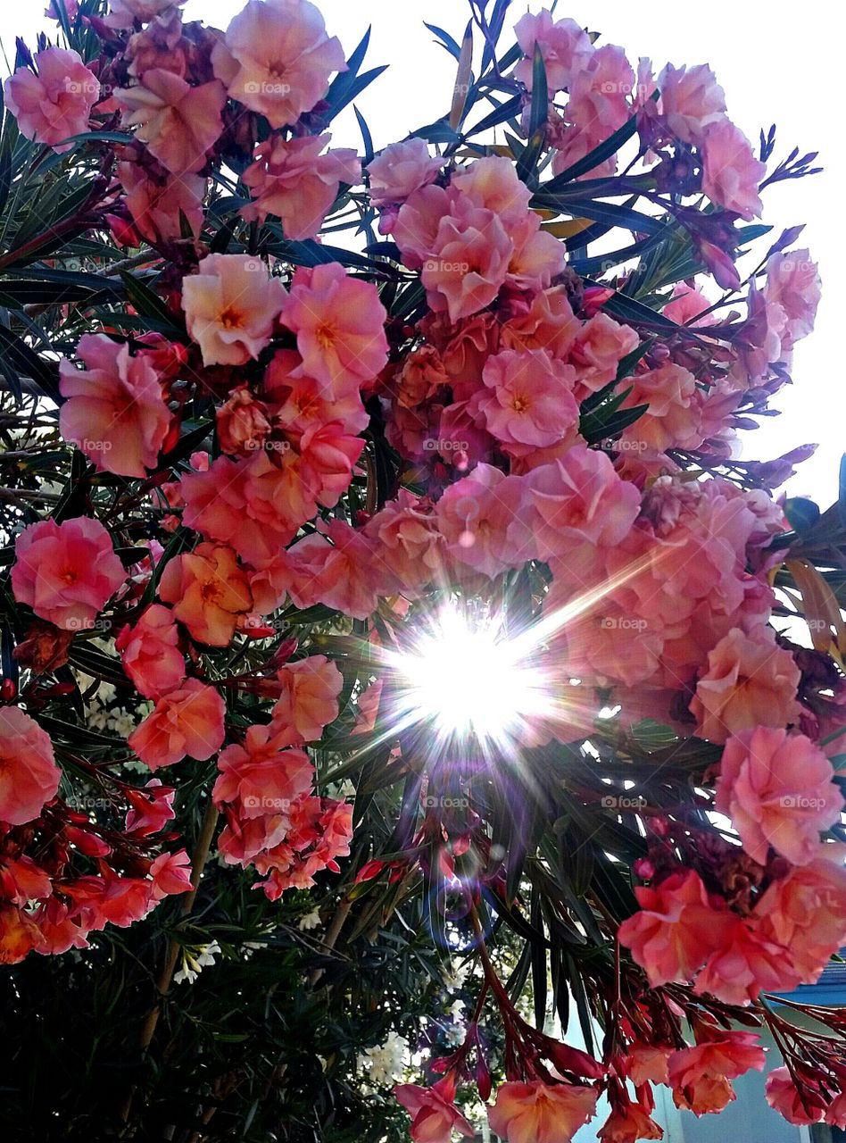 oleander