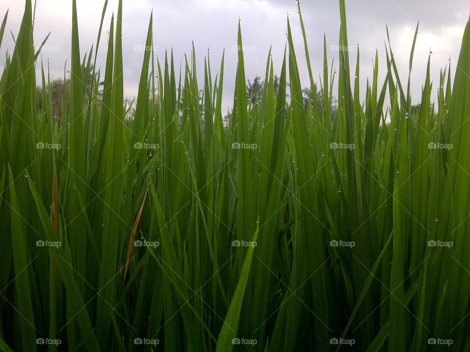 Rice field. Green rice field