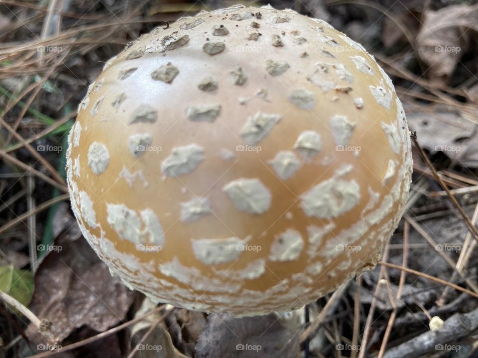 Magical Mushroom