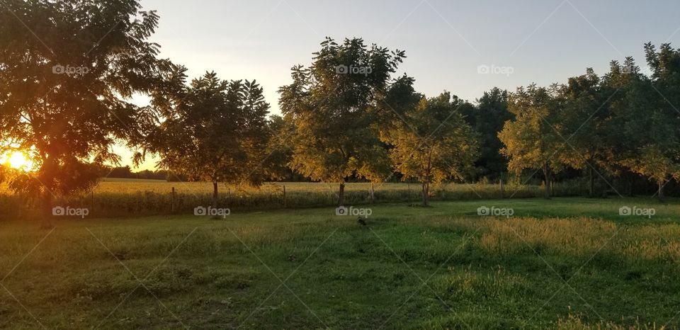 midwest sunset, walnut trees, soybeans, pasture