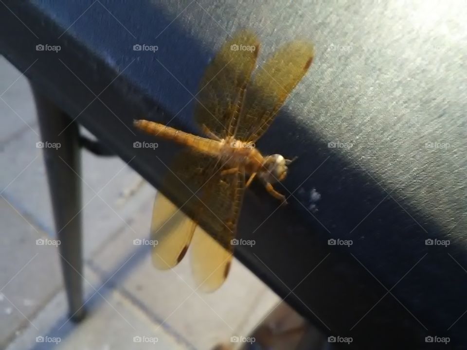 I saw this dragonfly on the table before he said it for our barbecue. I want to take a picture of it.