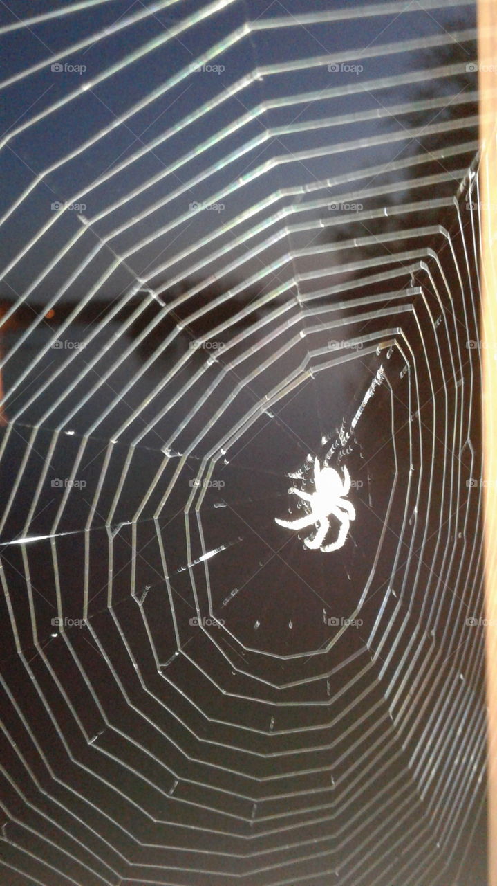 Spider, No Person, Spiderweb, Arachnid, Web Together