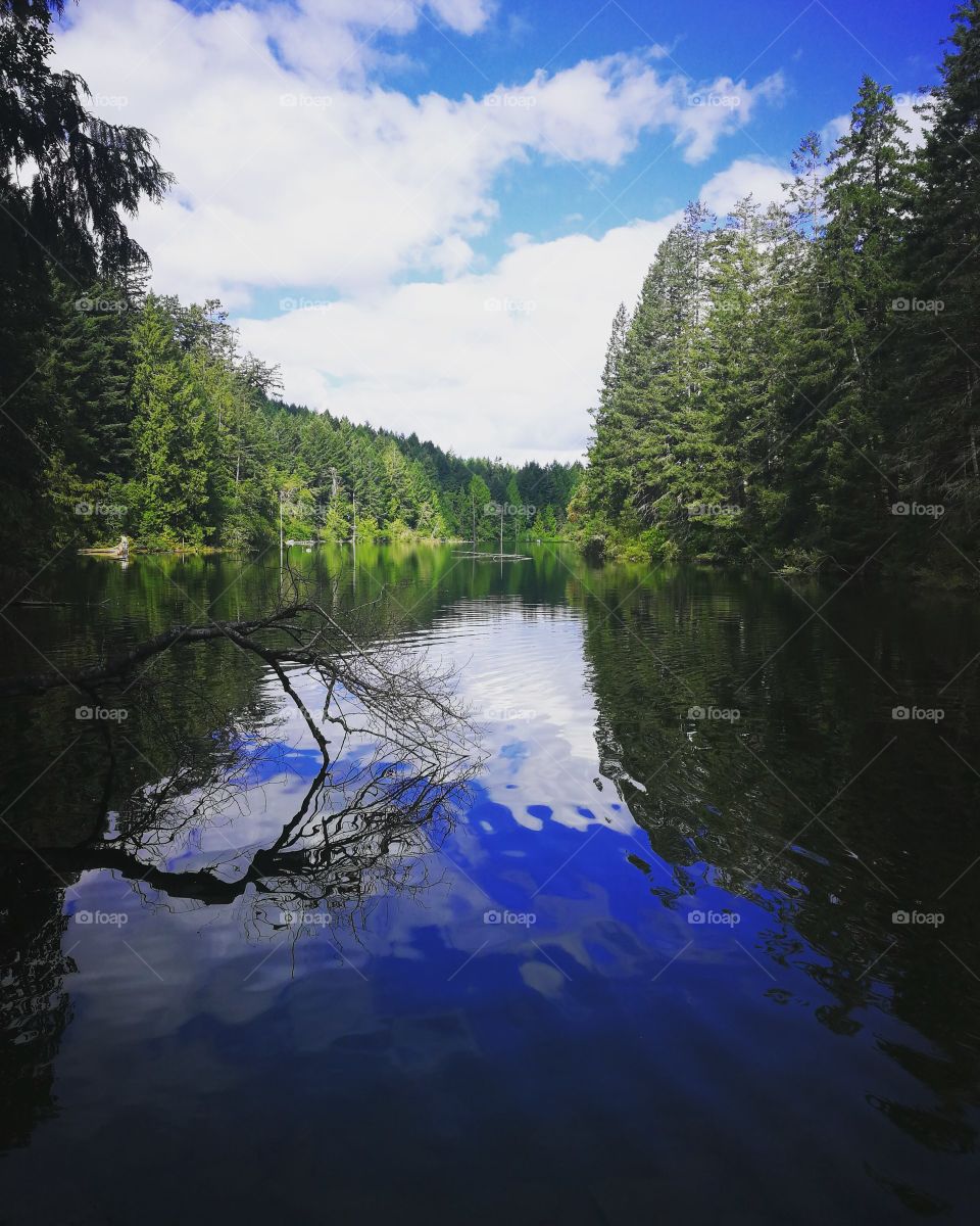 Morning reflections over the lake bordered by tall trees