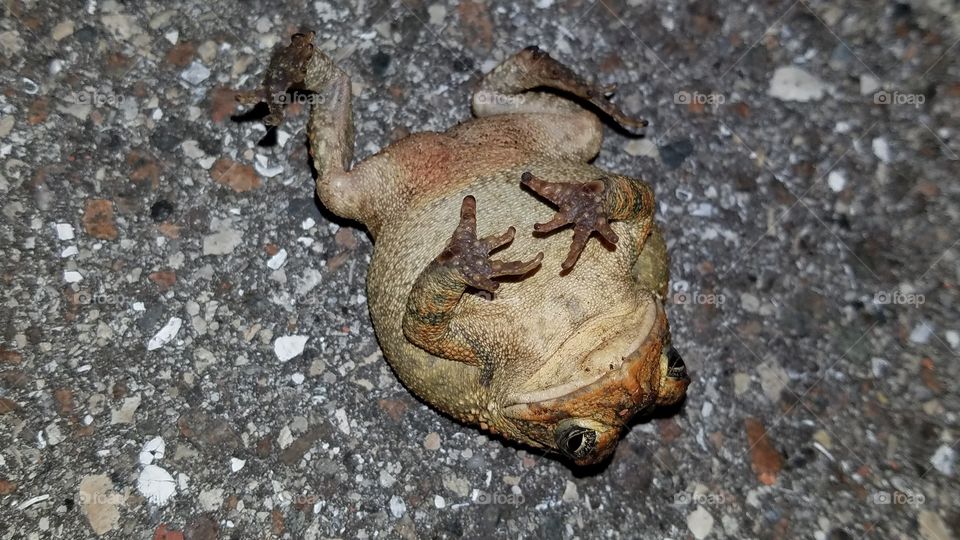 MODERATE SIZED BUFO!
/CANE TOAD IN OUR STREET. YUCK, TOXIC AF 🙊💩