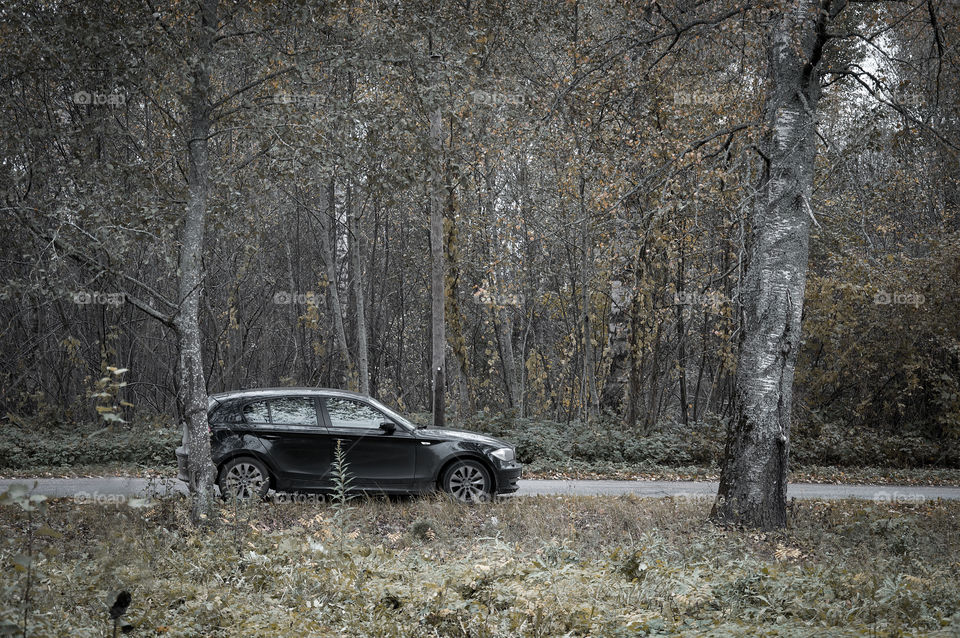 Grey gloomy autumn nature scene with a car in the woods