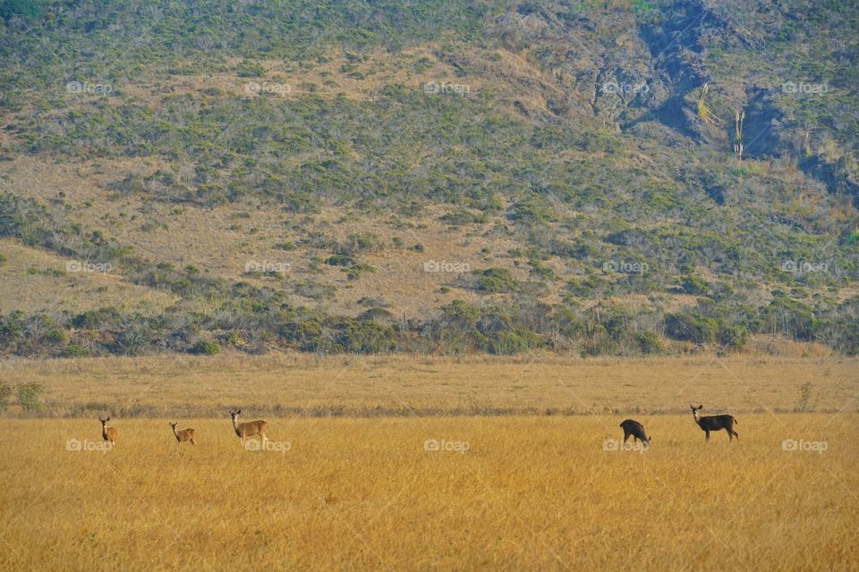 Wild Deer In Northern California