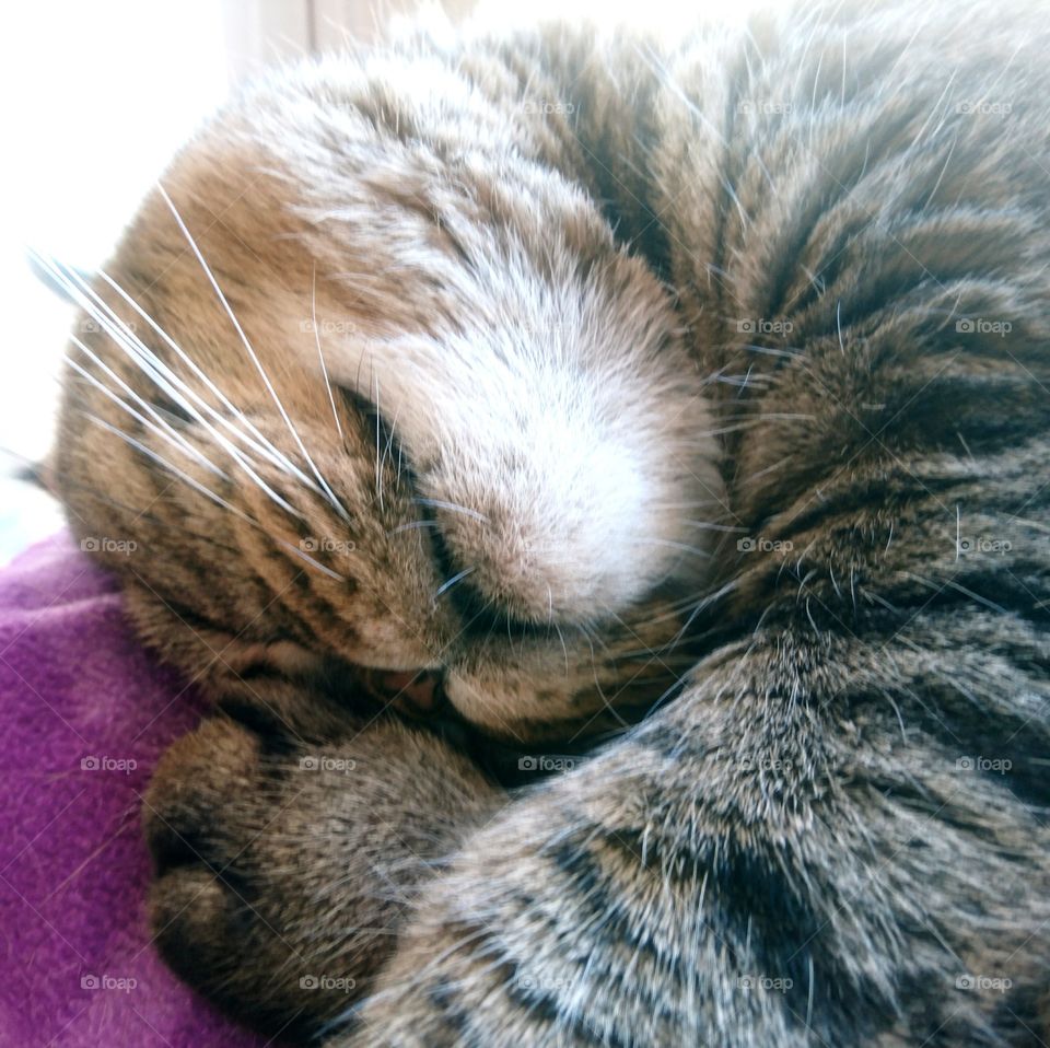 my beloved lovely cat is sleeping