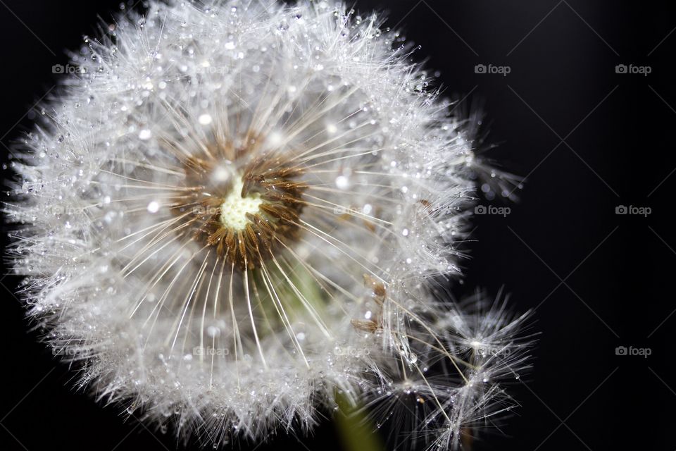 Dried dandelion with water drops