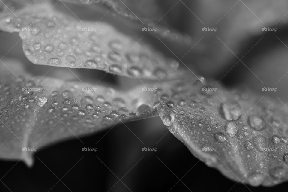 Macro of amaryllis flower petals with water drops in Black and white