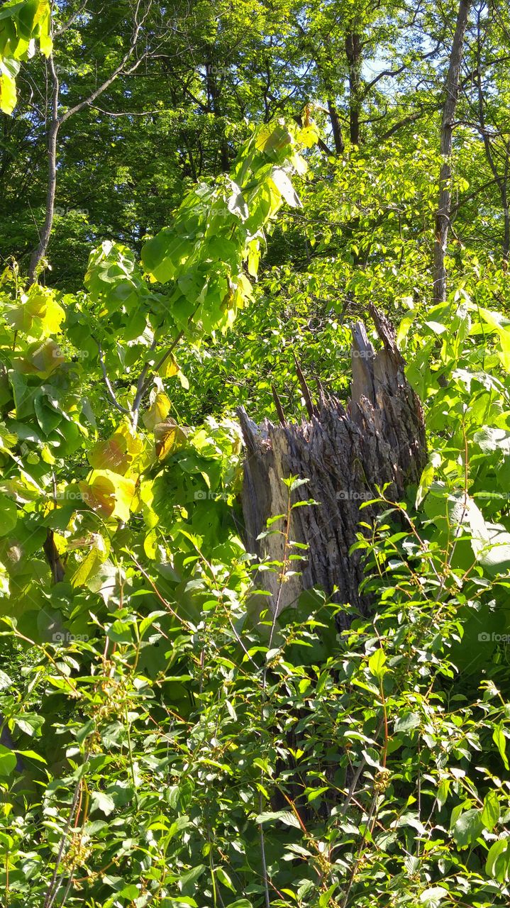 Tree stump in the bushes