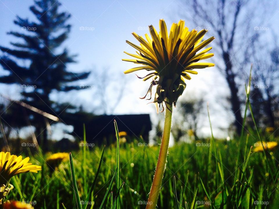 Close-up of dandelion flower