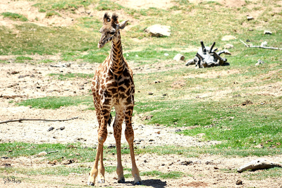 Wobbly baby giraffe 
