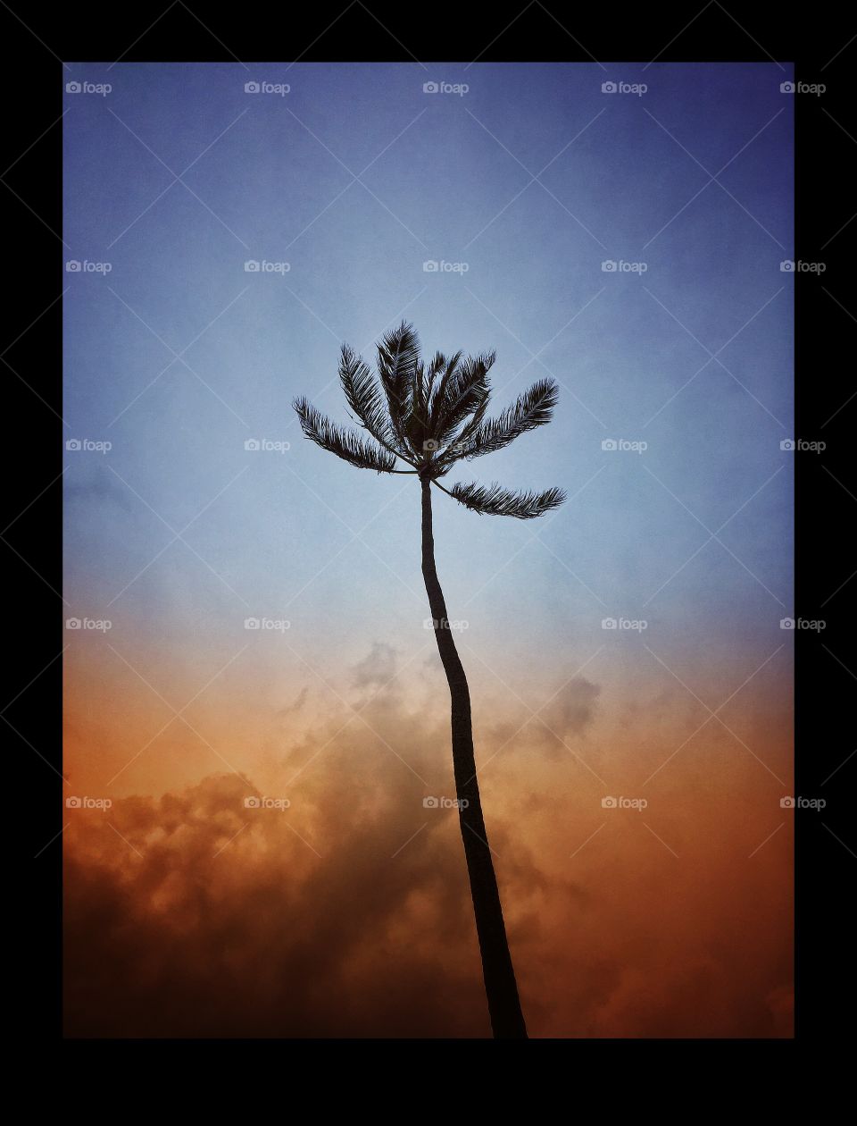 Single Palm tree blowing in approaching storm