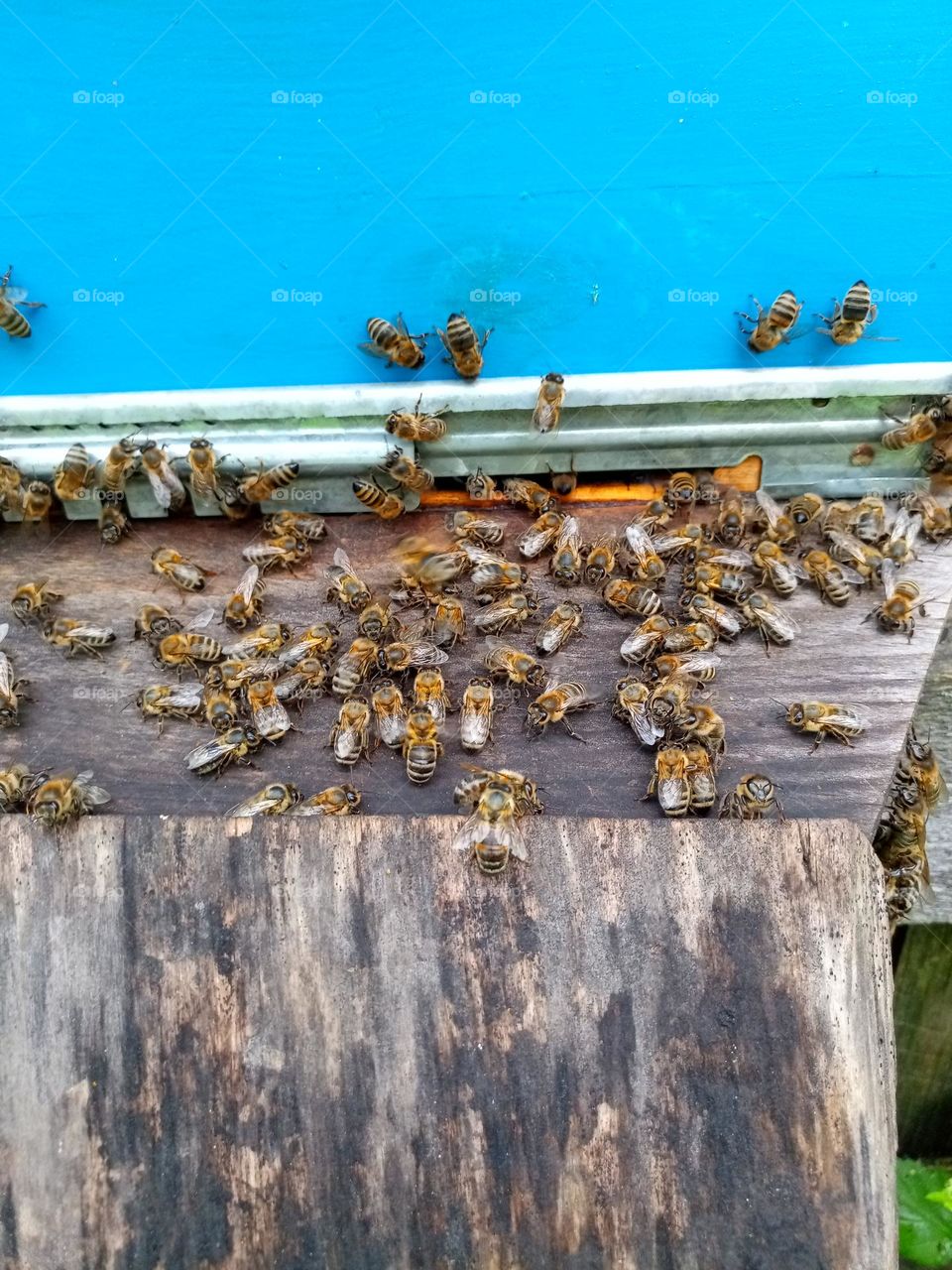 Bees