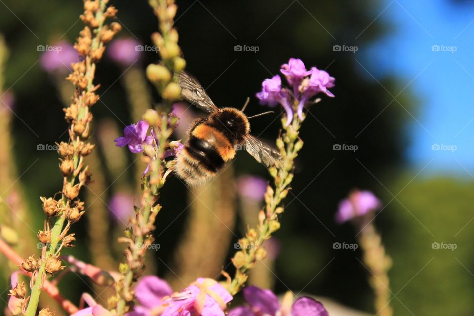 Bee (flying)