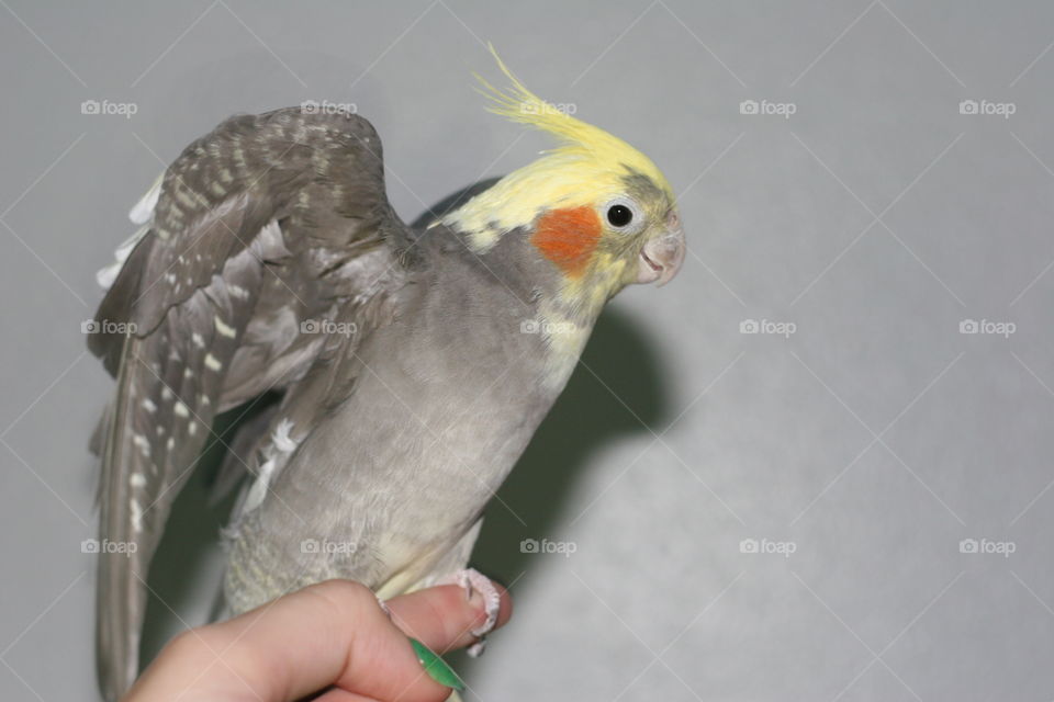 A beautiful bird. This is my pet bird named Blush. She is friendly and kind and DEFINITELY prize worthy!!!