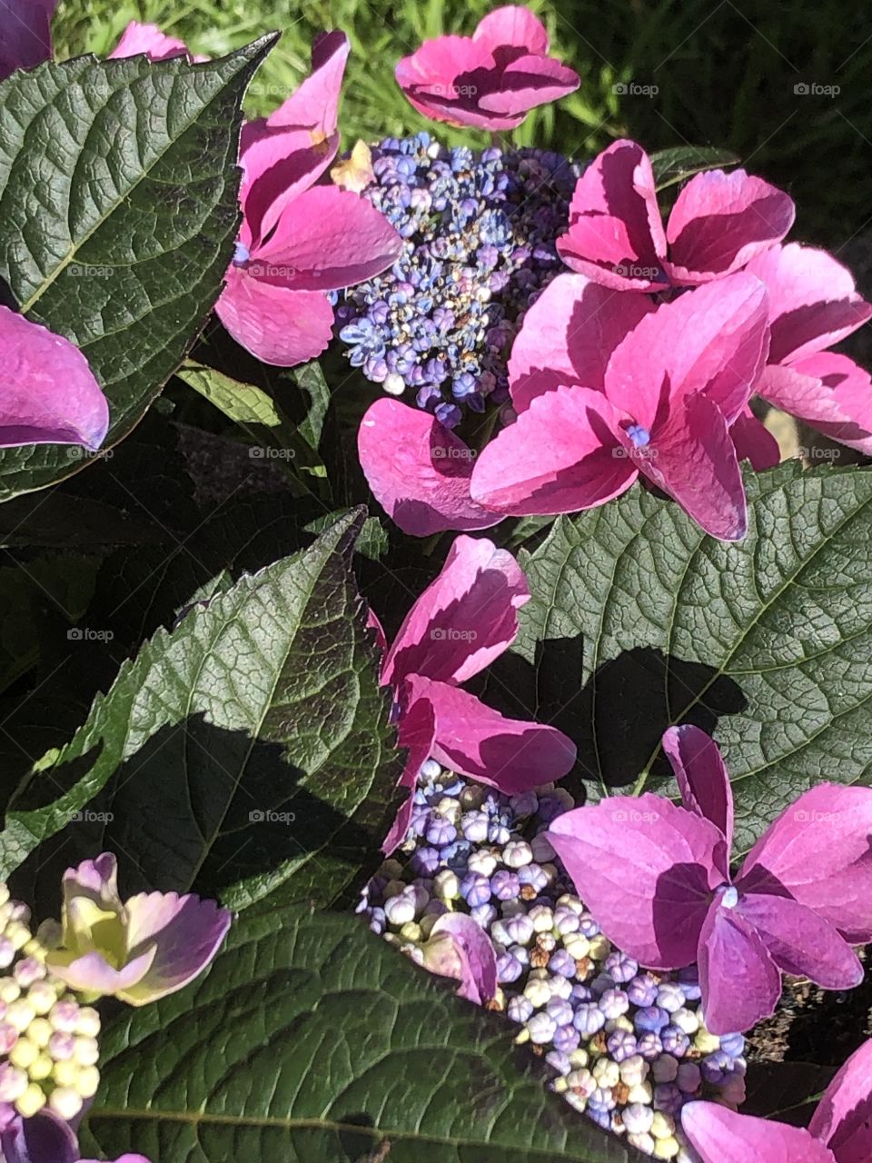 Hydrangeas 