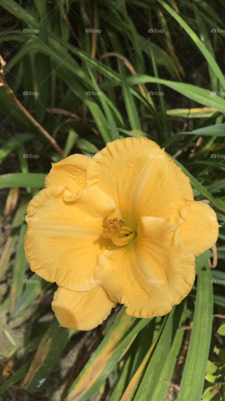 Yellow flower 
