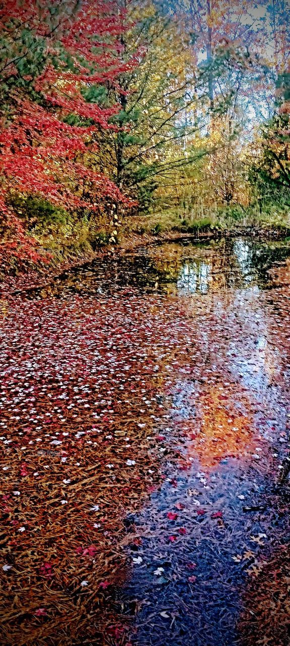 Autumn Leaf Filled Pond