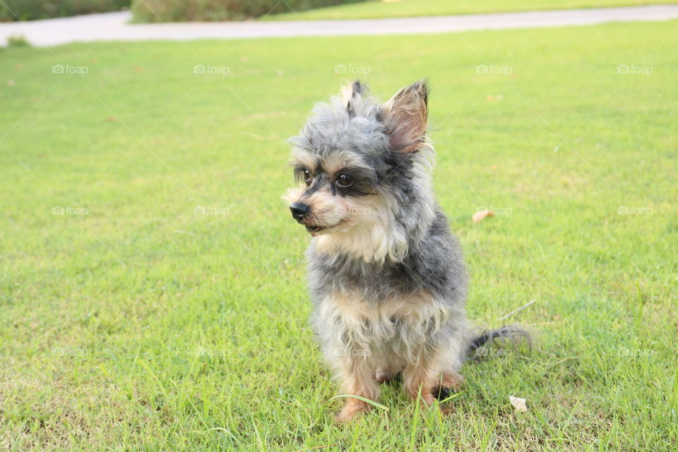 Adorable Yorkie Dog enjoying the sun