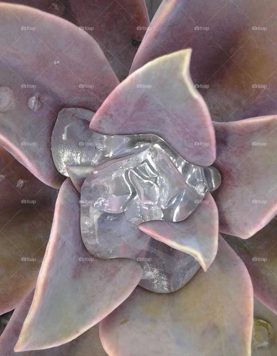 water flower. cool rain drops in a succulent 