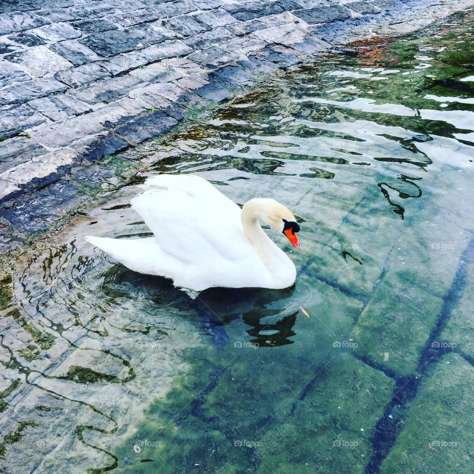Swan in Switzerland 🇨🇭