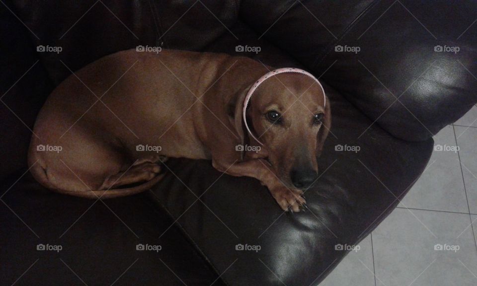 dachshund with sweatband. brown pet With sweatband