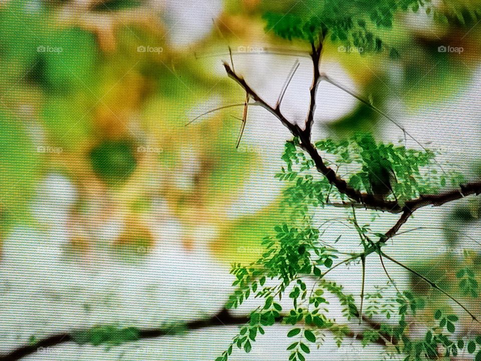 tree branches