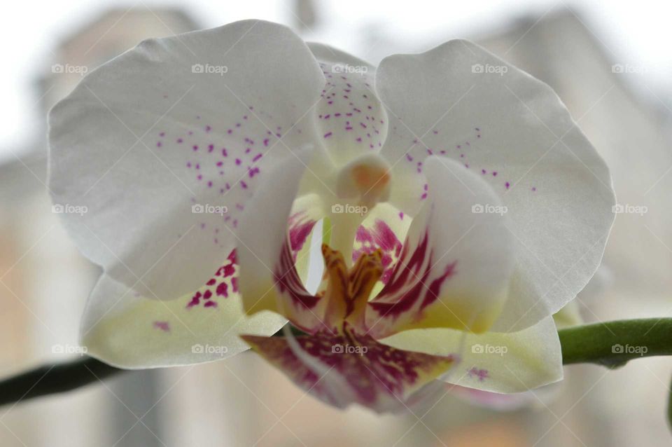 White orchid in the window