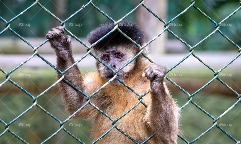 Sad look monkey tufted capuchin