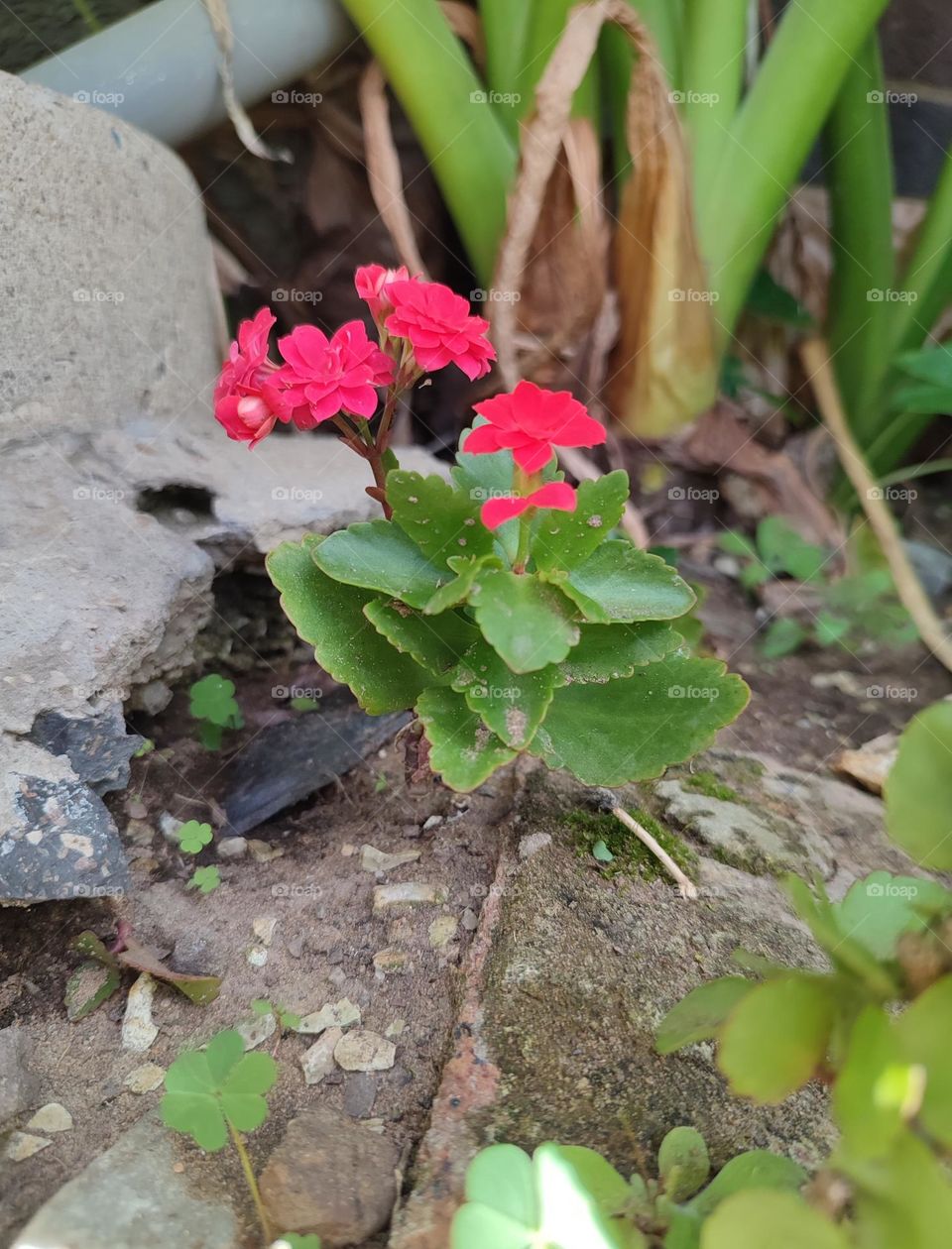 Florist Kalanchoe, plant