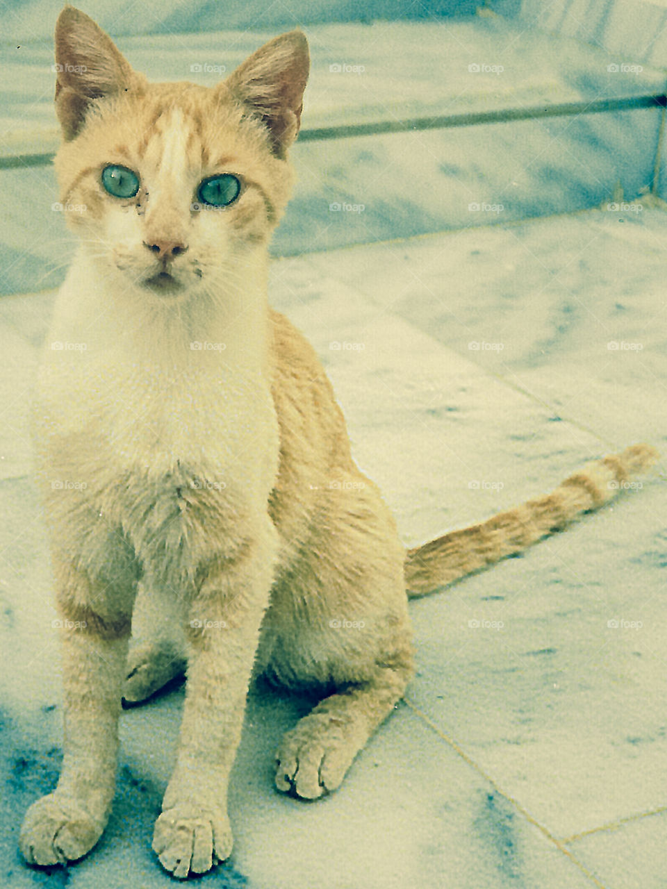 The film photos I digitized did mot pick up the teal colour of the cats aquamarine eyes so I added a little desktop magic! Pretty cool cat! Rhodes, Greece