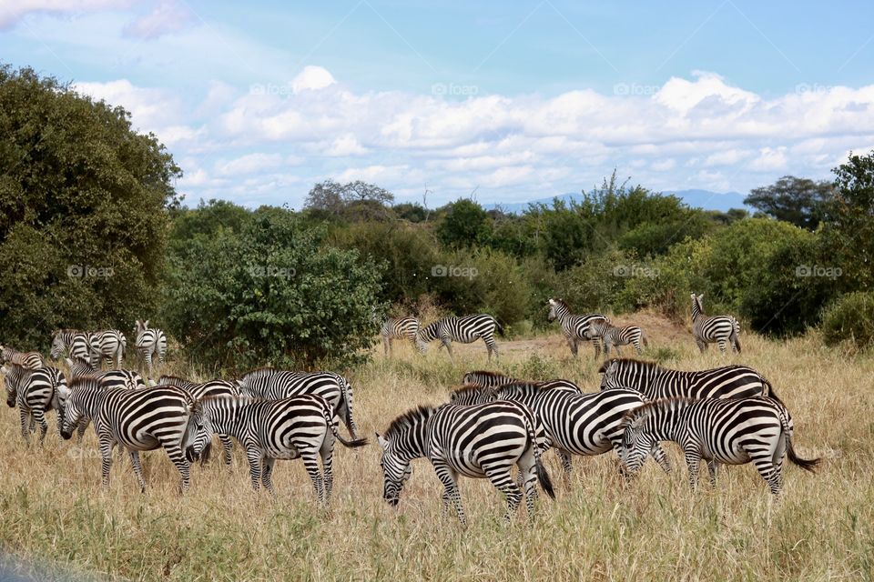 Many zebras in the grass under the blue sky.
