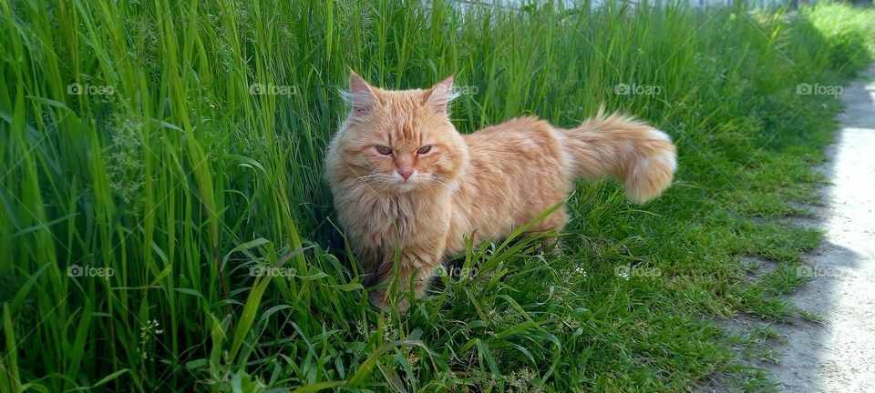 red cat in the grass