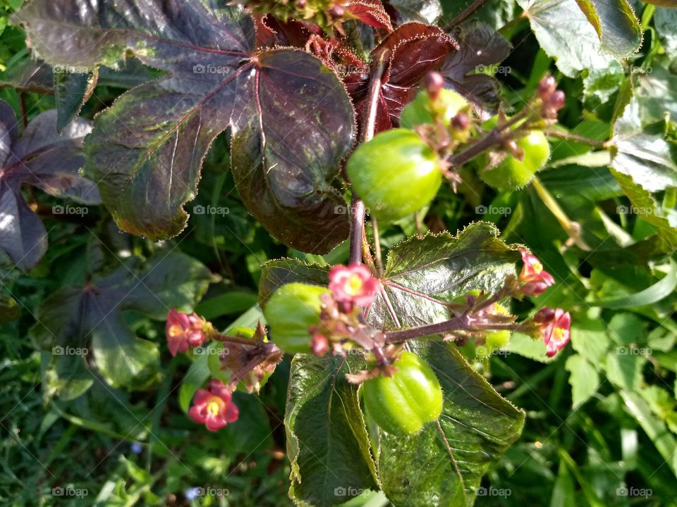 flowers are beautiful and catching at sight, I don't know this flower's name but I like it.
