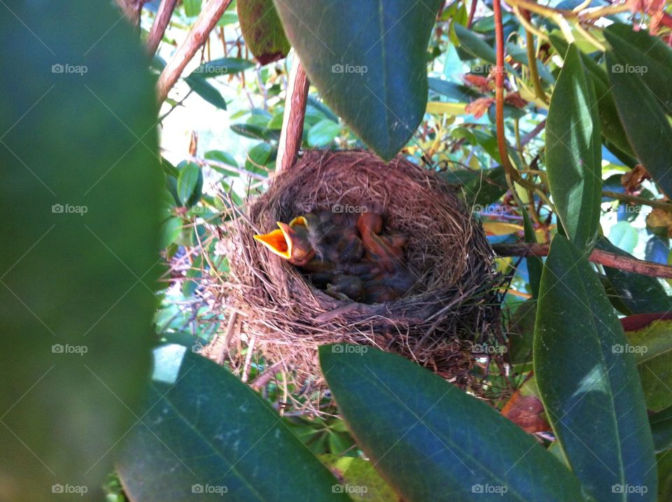 Baby Robbins in a nest