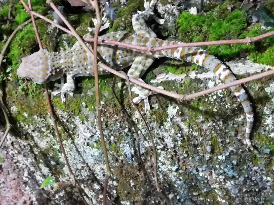 finding gecko