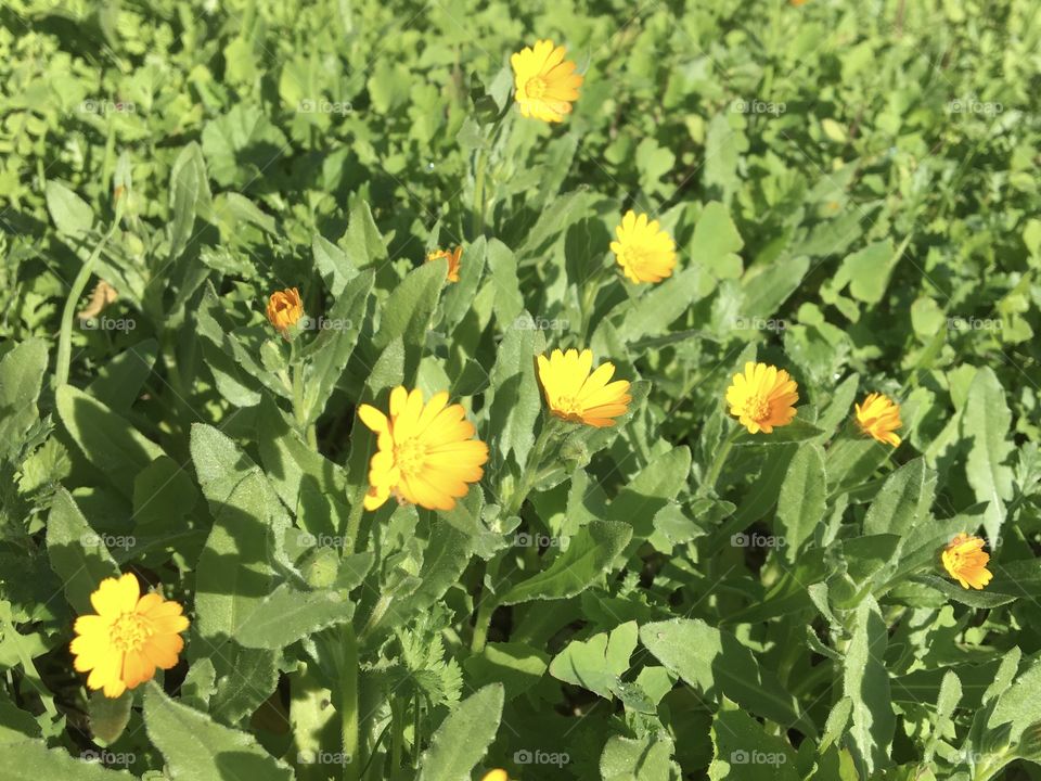 Little yellow flowers from south