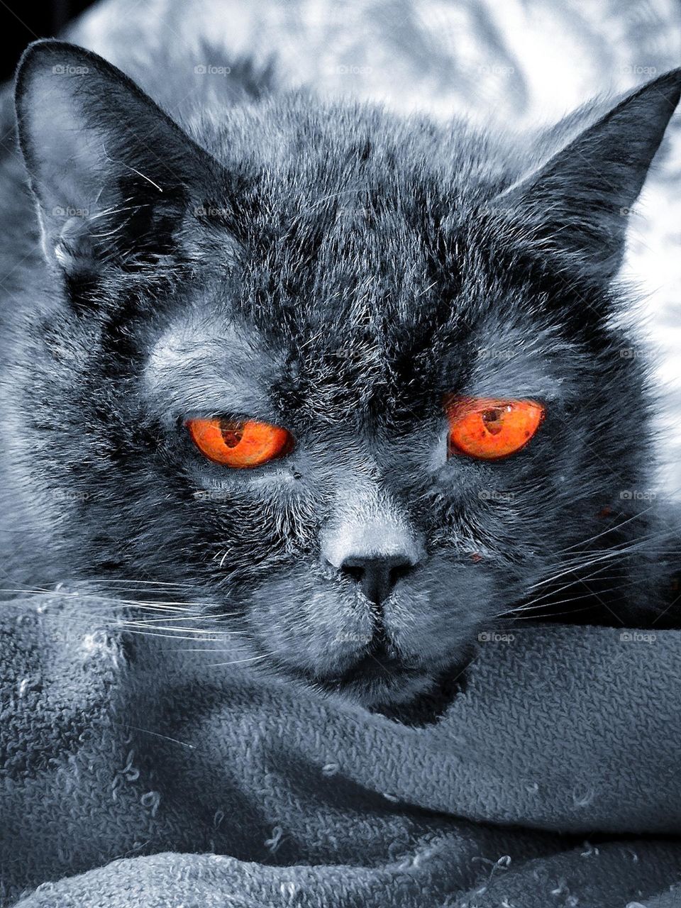 horizontal surface.  A gray cat with orange eyes lies on a gray plaid