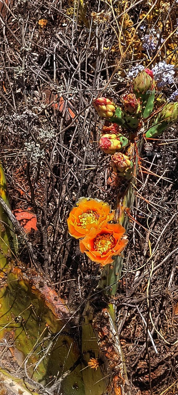 orange desert flower