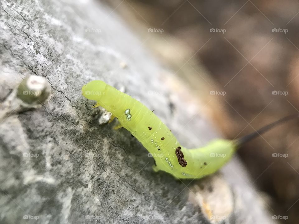A green worm was trying to climb on plant