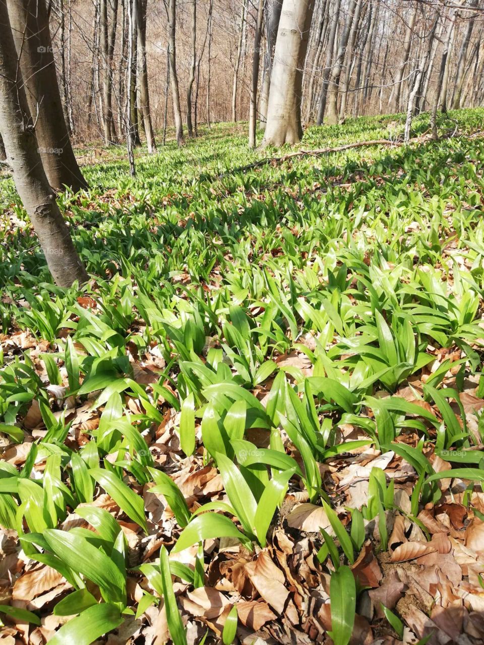Bärlauch soweit die Kameralinse reicht