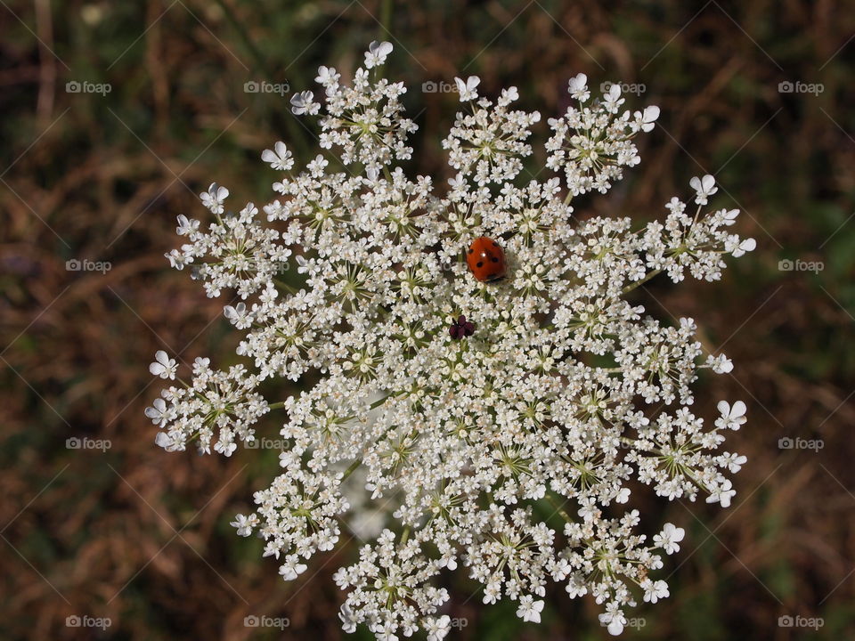 Ladybug on Queen Anne's Lace