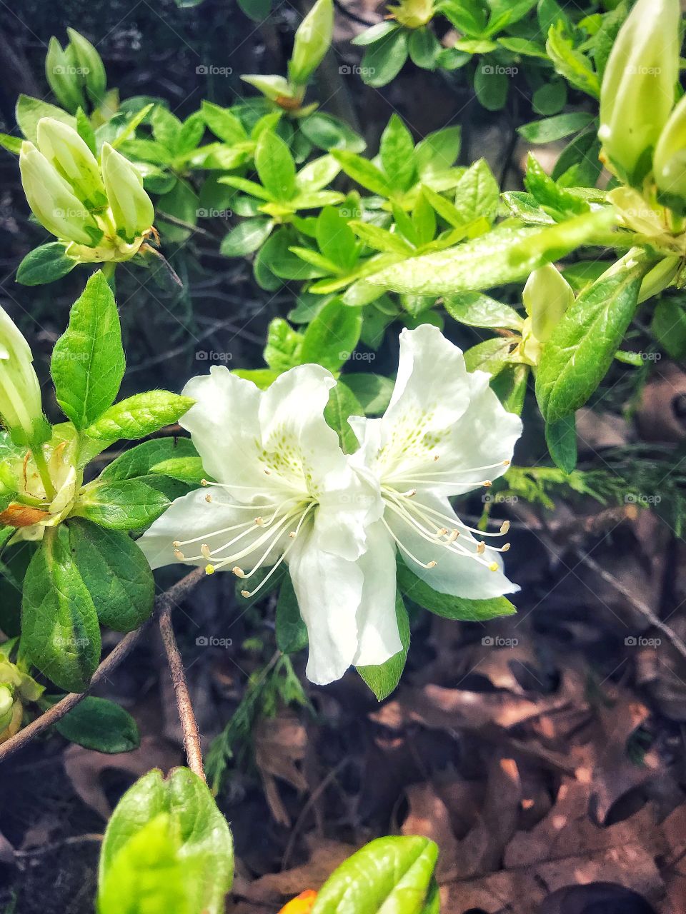 Azaleas