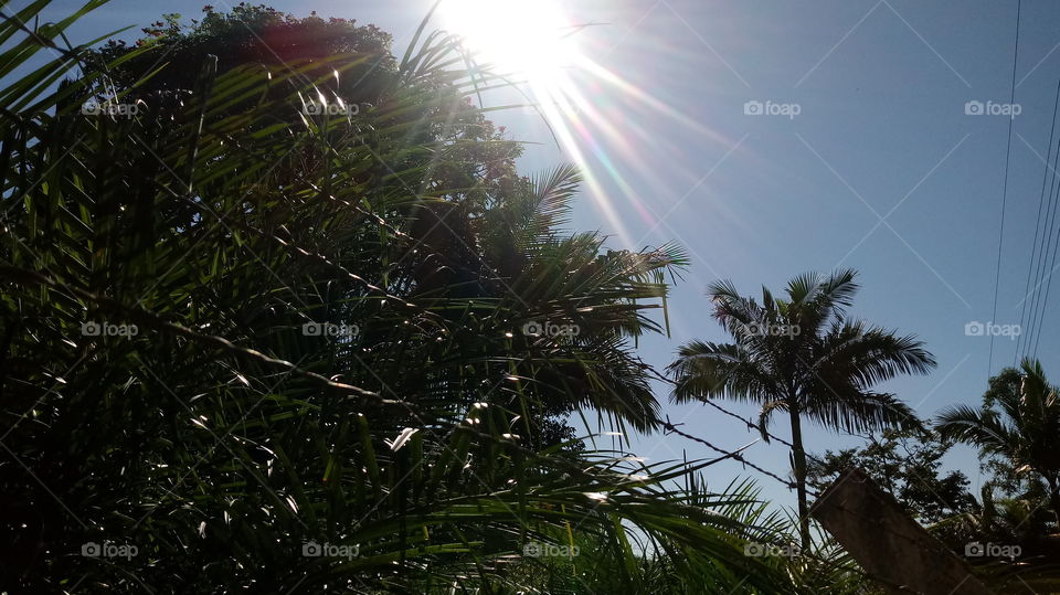 Häppchen Tag, Sonnenschein, Umwelt, Ökotourismus, Gutes Wetter, Sonnig, Pflanzen, ökologisch, natürliches Licht, Sonne, Sonnenstrahlen, Landschaft