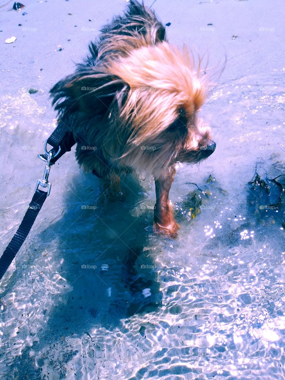 yorky on the beach, in the water