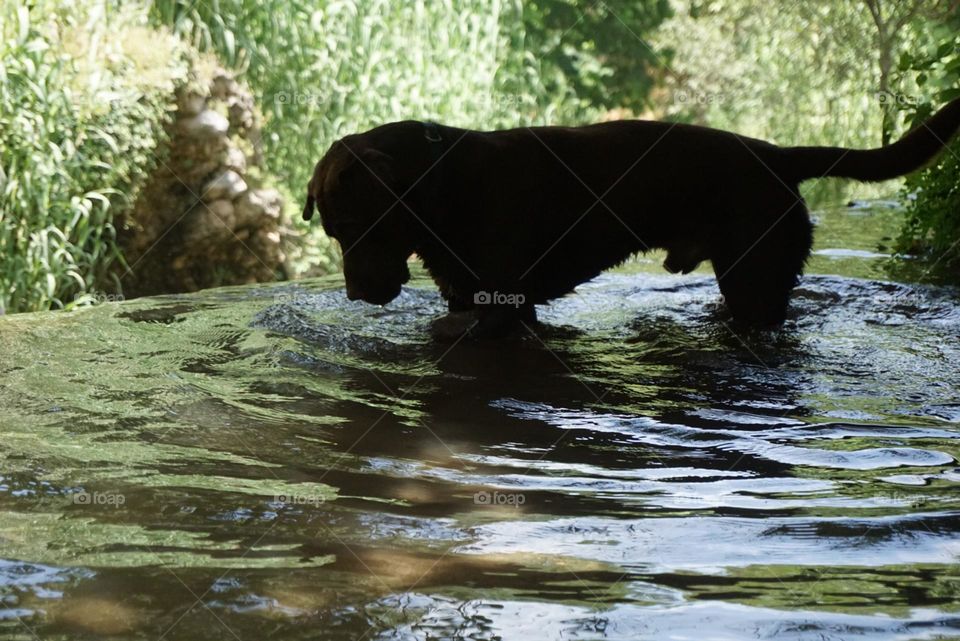 Dog#nature#lake#play#greengrass#reflect