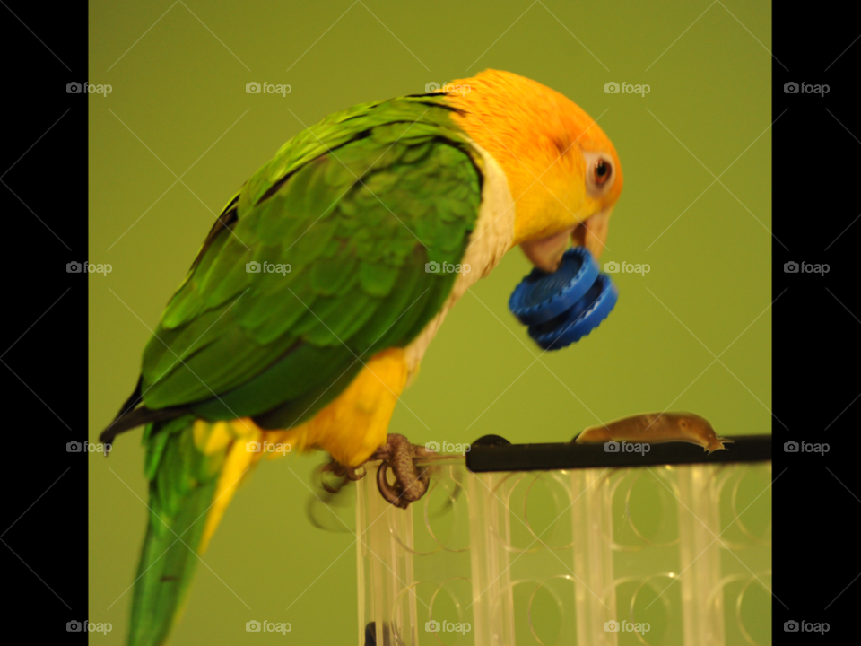 play animal funny bird by lightanddrawing
