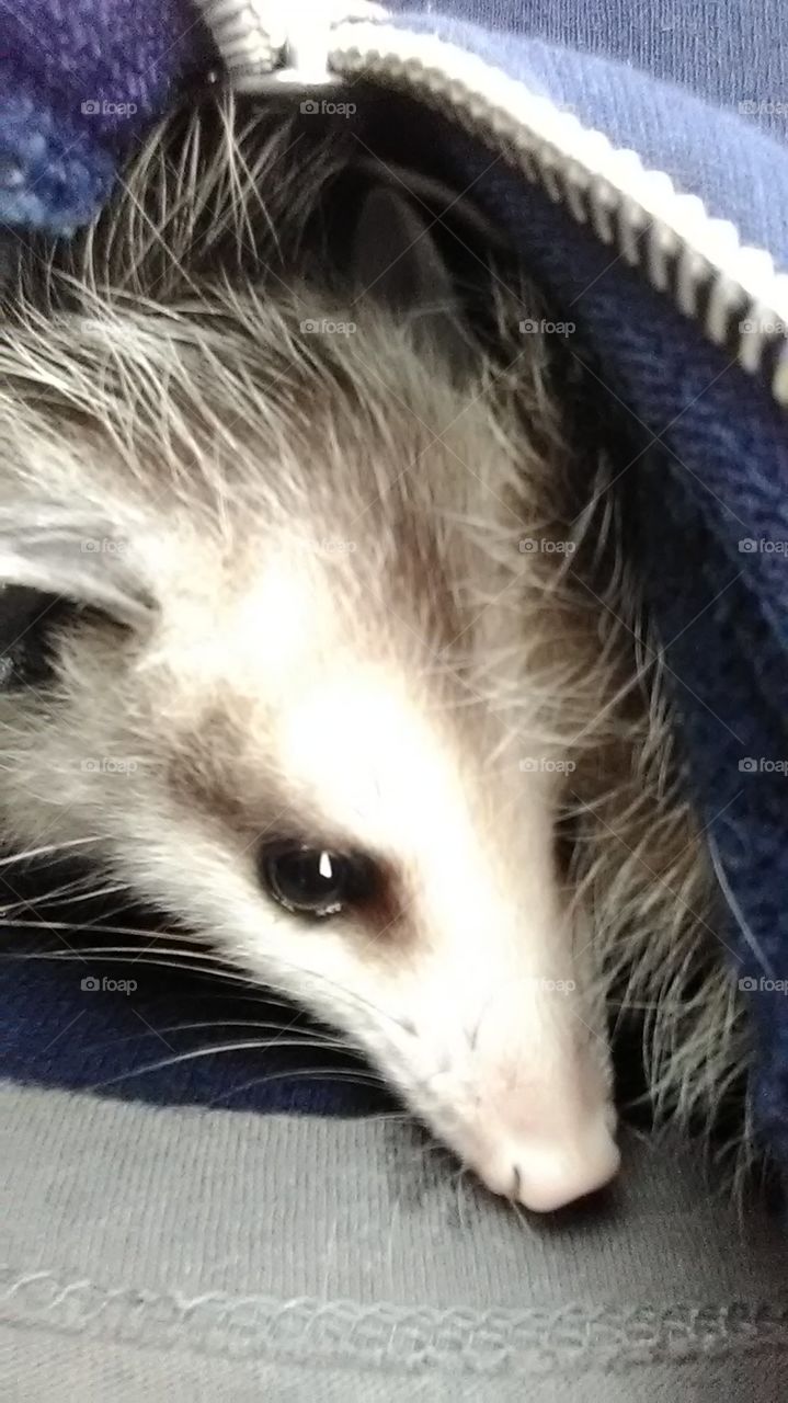 opossum baby