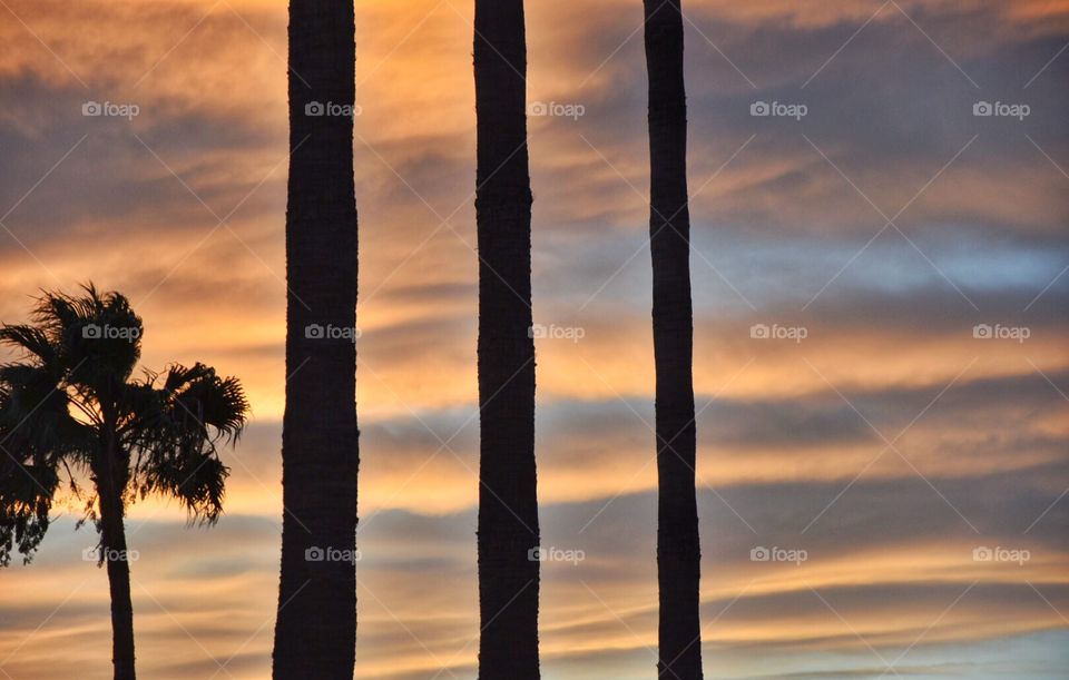 palm trees silhouettes and a wonderful sky